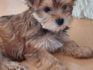 Eksklusiwen Yorkshire Terrier Welpen!