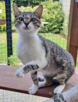 Nafsica, sanftes Katzenmädchen, 10M 6125 - Vaterstetten