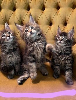 Maine Coon Kitten zur Abgabe bereit - Wetterzeube