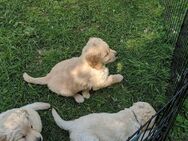 Golden Retriever Welpen abzugeben