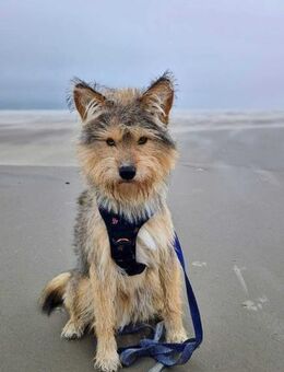 Charly - hat Köpfchen und Charakter - Löwenberger Land