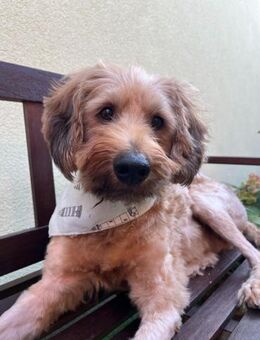 🐾💛 Samson herzensguter Tibet Terrier - Kassel