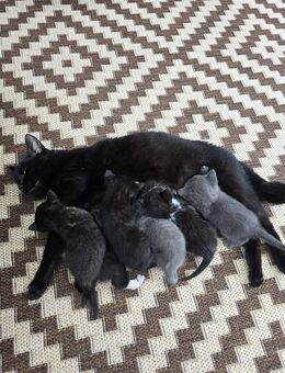 4 bezaubernde Baby-Kitten suchen ein liebevolles Zuhause - Castrop-Rauxel
