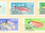 DDR Briefmarken Zierfische (427) - Hamburg