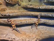 Leopardgecko mit Terrarium und Technik - Uslar