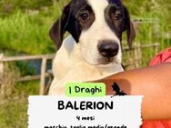 Balerion 💜💜💜 wird mal ein Großer - Herxheim (Landau)