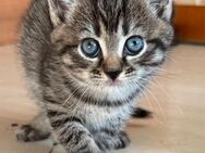 5 süße BKH / EKH mix Kitten Katzenbabys Babykatzen aus liebevoller Hobbyzucht abzugeben - Hagen (Stadt der FernUniversität)