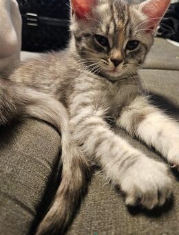 Maine-Coon Mix - Stadtbergen