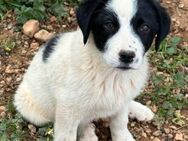 Süße Ramona sucht ihre passende Familie! - Krefeld