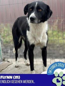 großartiger Flynn hätte gerne ein Zuhaus - Nürnberg