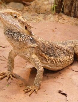 Suche Bartagame (Pogona Vitticeps) - Auggen