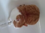 Hauskatze Felix Wohnungskater - Schwerin