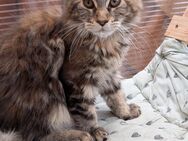 Ein süßes Main Coon Weibchen suchen ein Zuhause - Iserlohn