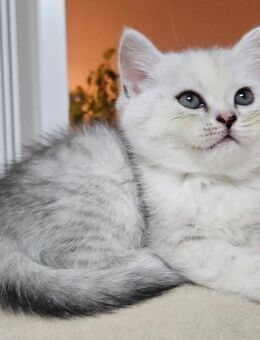 Babykatzen zum abgeben - Bochum