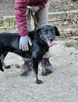 DIMA = schwarze Perle im Tierheim ♥️ - München