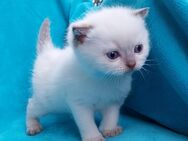 BKH KITTEN British Kurzhaar * Mädchen und Jungen * entwurmt und stubenrein * beide Eltern leben in Hannover - Hannover Vahrenwald-List