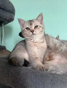 Britisch Kurzhaar Kitten sucht liebevolles Zuhause 🐾💛 - Berlin Marzahn-Hellersdorf