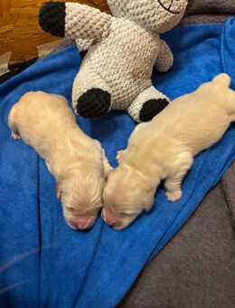 Reinrassige Golden Retriever Welpen - Brilon