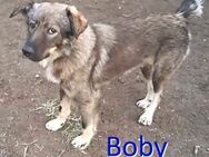 BOBY ❤ sucht Zuhause oder Pflegestelle - Langenhagen