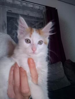 Maine Coon Kater - Schopfheim