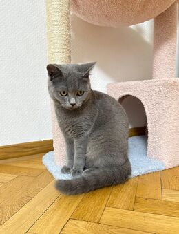 Lieber BKH kater sucht liebevolles zuhause - Ostfildern