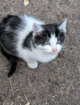 Süßes Katzenmädchen - Erfurt