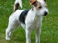 Parson Jack Russel Mix und Dackel Jack Russel Mix - Buxtehude Zentrum