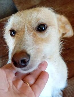 Leia sucht ein Plätzchen auf dem Sofa - Donaueschingen