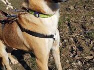 Floris sucht DRINGEND sein Zuhause - Grevenbroich