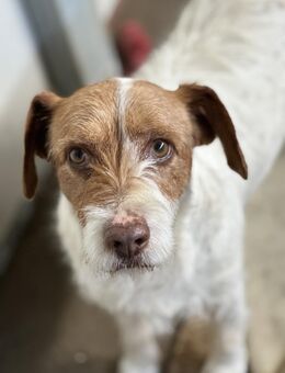 ACHILLE - vom Sofa ins Tierheim - Dänischenhagen