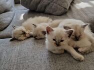 Biete Ragdoll Kitten an - Alfeld (Leine) Zentrum