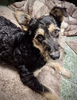 Mirabela ❤️ Hübsches Hundemädchen sucht - Spenge