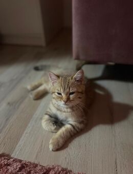 BKH Katerchen 🐾 - Marl (Nordrhein-Westfalen)