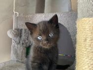 Katzen suchen liebesvolles Zuhause - Hamburg