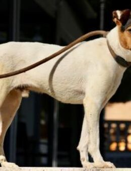 Parche, gut sozialisiert,lernwillig,agil - Westerholt