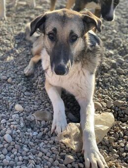 Alyson sucht ihre Pflegestelle - Celle