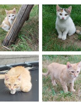 Eine Katze und drei Kater in liebevolle Hände abzugeben - Wittichenau