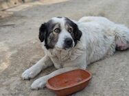 Seniorin Melly braucht dich - München
