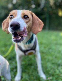 Herzenshund Tobi sucht Dich! - Hamburg