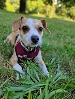 Chihauhau Jack Russel Mix 22 Monate - Groß Kiesow