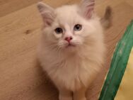 Ragdoll Kitten/noch 1 Jungs frei - Gochsheim