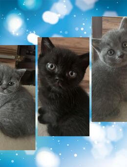 Bkh kitten - Köln