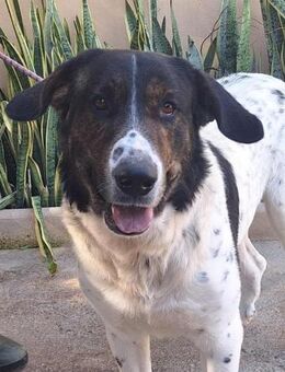 Zeus wer zeigt ihm die Sonnenseiten? - Laatzen