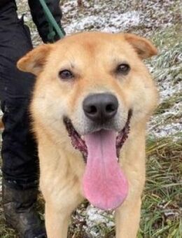 AKIM, freundlich und verträglich - Gefrees