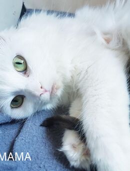 Bildschöne Angora Kitten - Gelsenkirchen