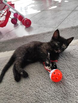 Schwarzes Mädchen Babykatze Kitten - Langgöns