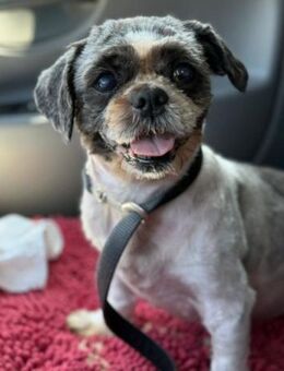ShihTzu OldLady ♥Missy♥ sucht Liebe - Hamburg