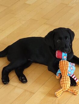Wunderschöne Labrador Hündin Welpe, 14 Wochen, sucht liebevolle Familie - Lübeck