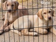 Labrador-Welpen, reinrassig in Champagner - Großharrie
