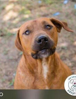 Solo: Sonnenschein auf vier Pfoten - Kirchzell